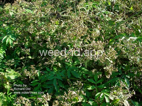 hempweed, climbing